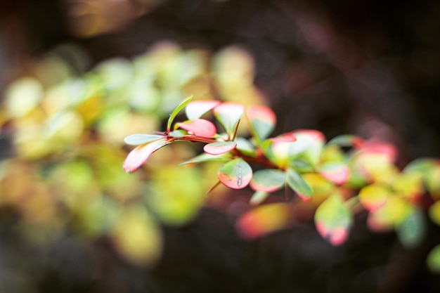 Foto close-up di fiori rosa che fioriscono sull'albero