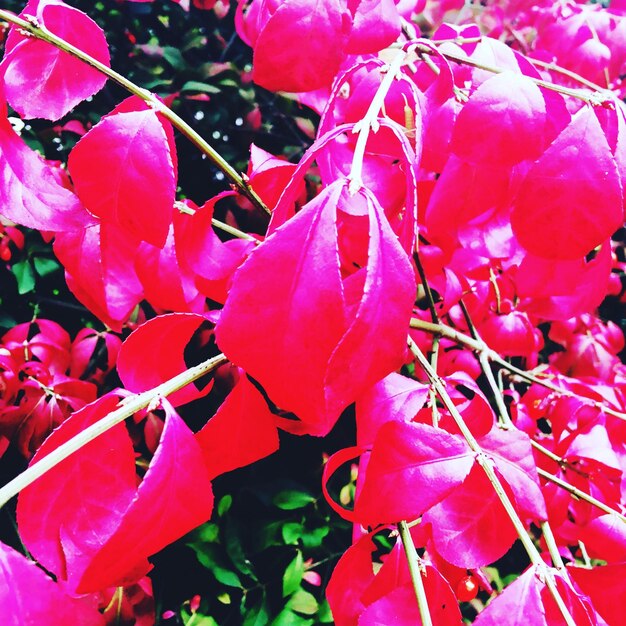 Close-up of pink flowers blooming on tree