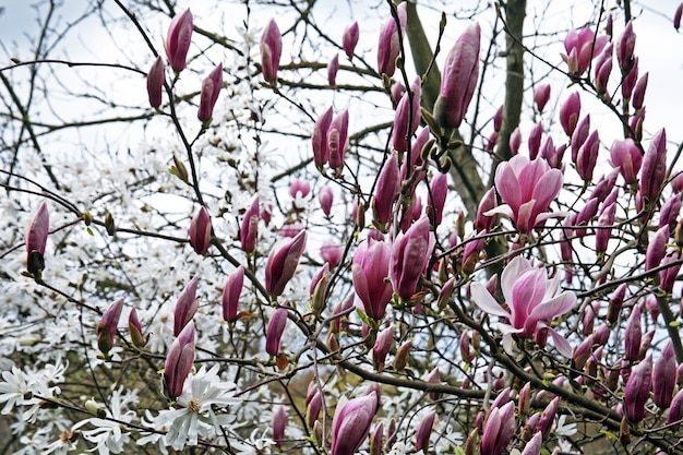 Photo close-up of pink flowers blooming on tree