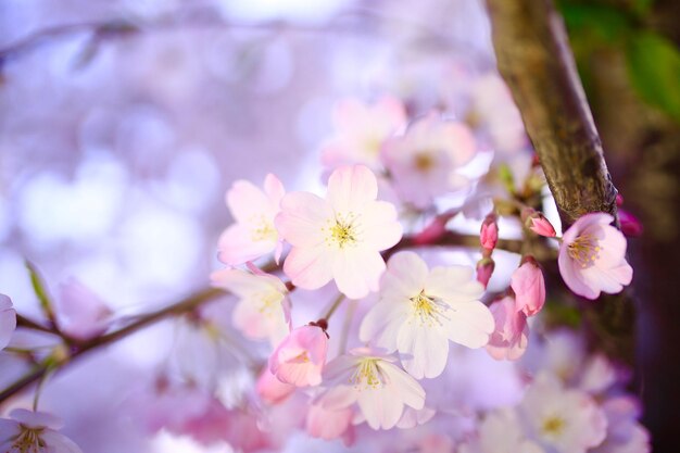 Close-up of pink flowers blooming on tree