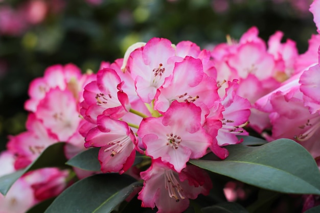 Close-up of pink flowers blooming on tree