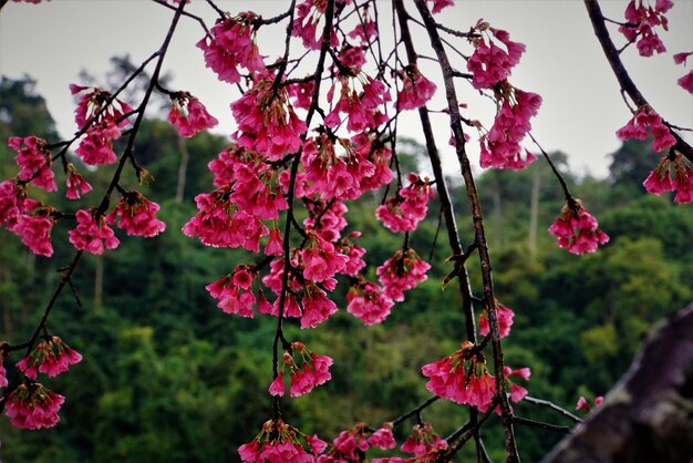 Photo close-up of pink flowers blooming on tree