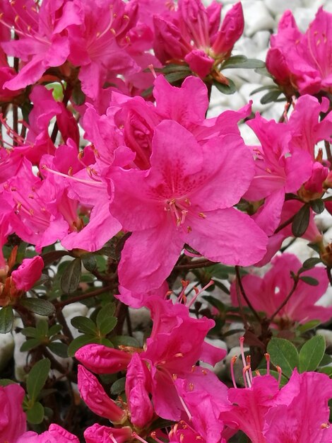 Foto close-up di fiori rosa che fioriscono sull'albero