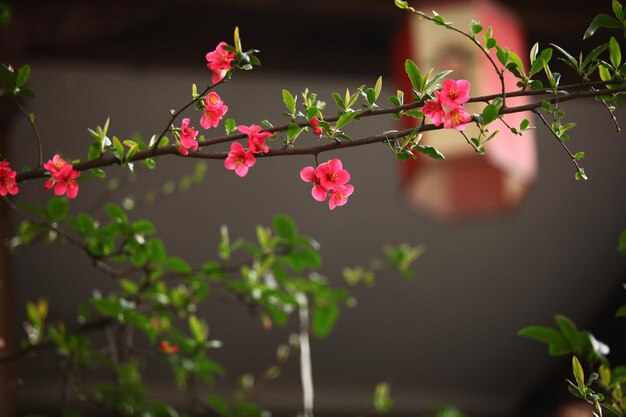 Foto close-up di fiori rosa che fioriscono sull'albero