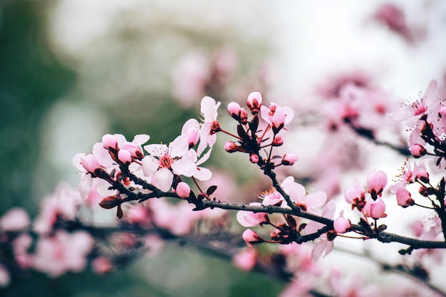 枝のピンクの花のクローズアップ