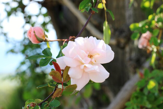 Close-up of pink flowers on branch