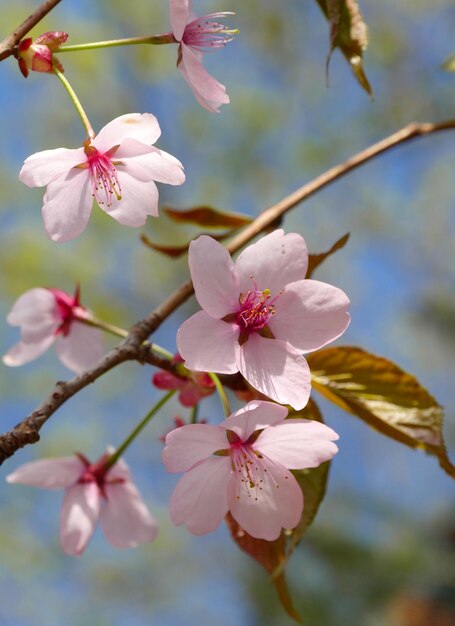 Foto prossimo piano dei fiori rosa sul ramo