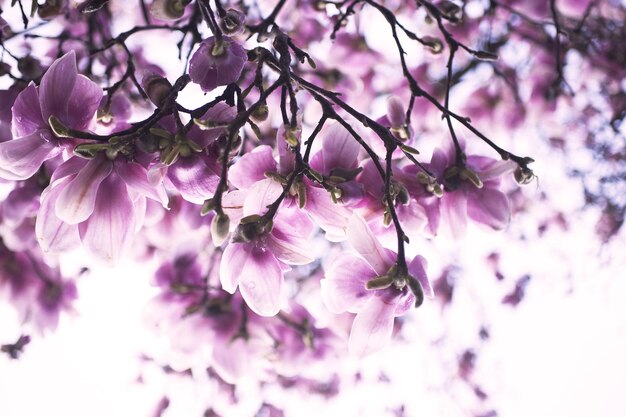 Foto close-up di fiori rosa su un ramo