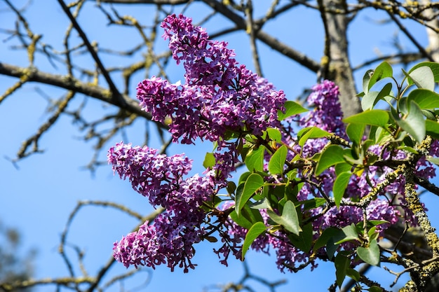 Photo close-up of pink flowers on branch