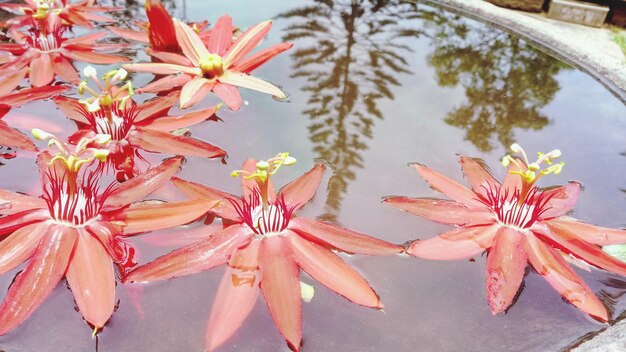 Close-up of pink flowers by lake