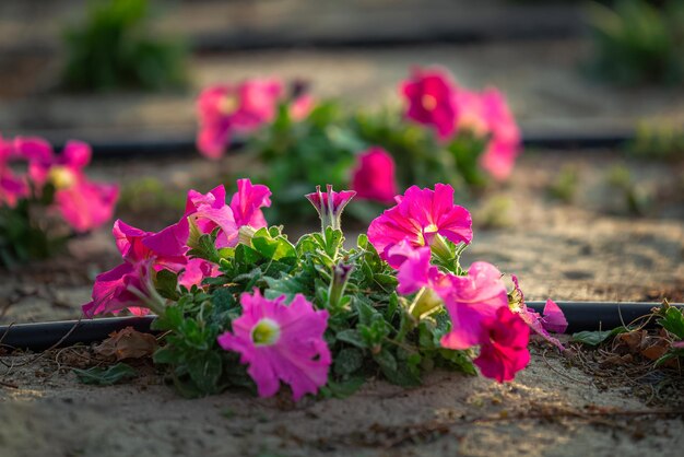 Photo close-up of pink flowers on field