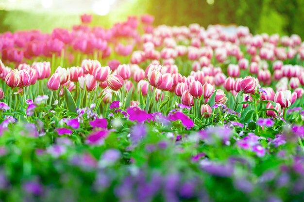 Close-up of pink flowers on field