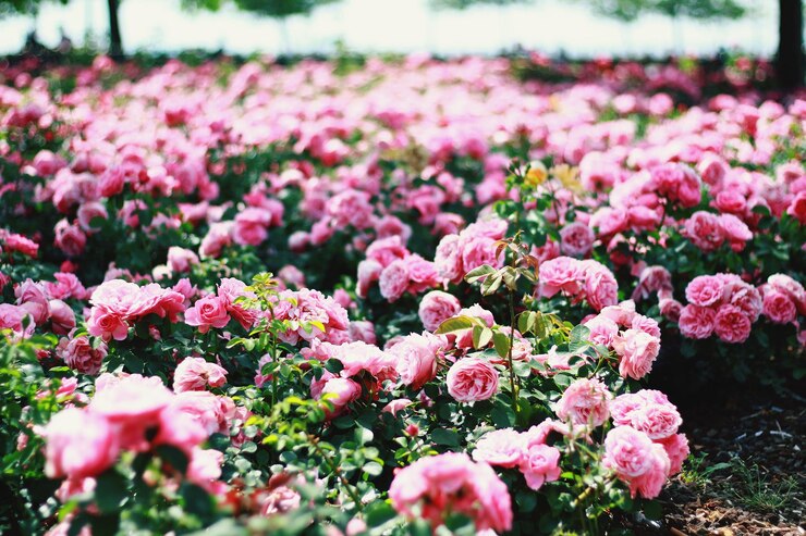 Photo フィールドのピンクの花のクローズアップ