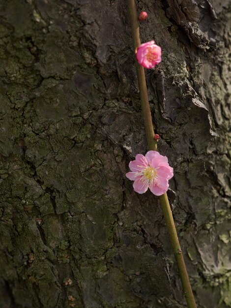 Close-up of pink flowers floating on water