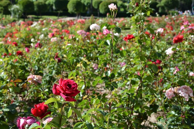 Foto close-up di fiori rosa in giardino