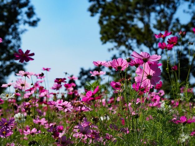 公園の澄んだ青い空に逆らって成長するピンクの花のクローズアップ