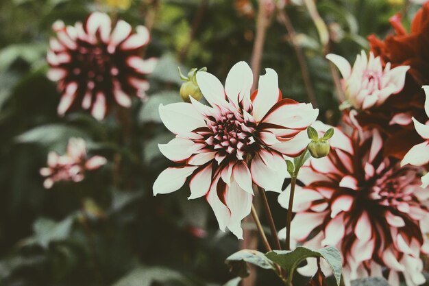 Photo close-up of pink flowers growing on branch