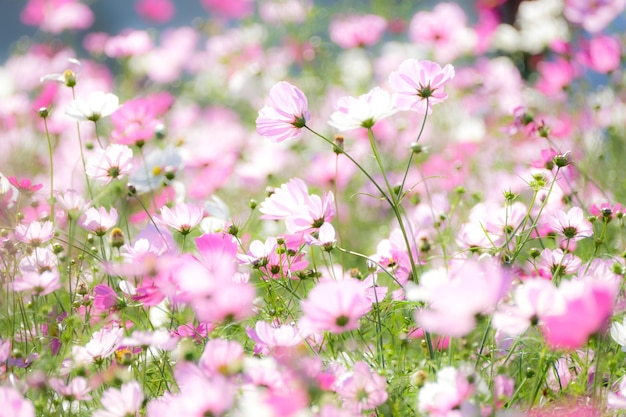 野原で育つピンクの花のクローズアップ