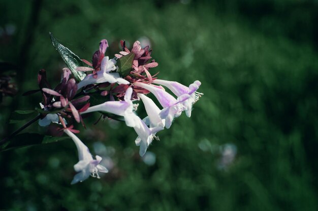 Close-up of pink flowers growing outdoors