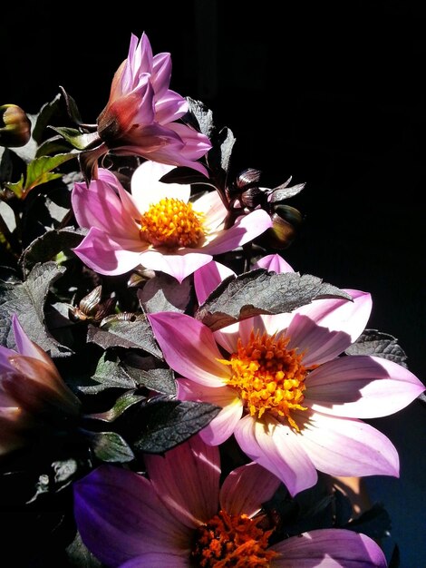 Foto close-up di fiori rosa che crescono sulla pianta