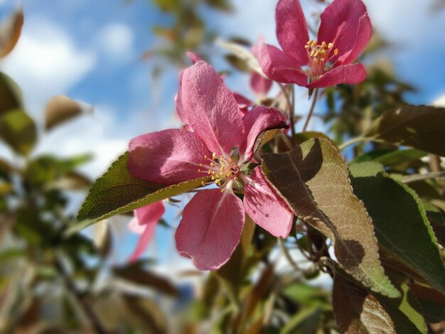 Foto close-up di fiori rosa che crescono sulla pianta