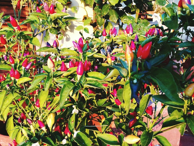 Foto close-up di fiori rosa che crescono sulla pianta