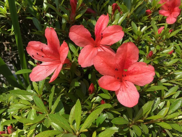 Close-up of pink flowers in park