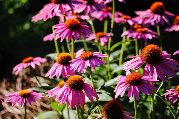 Close-up of pink flowers in park