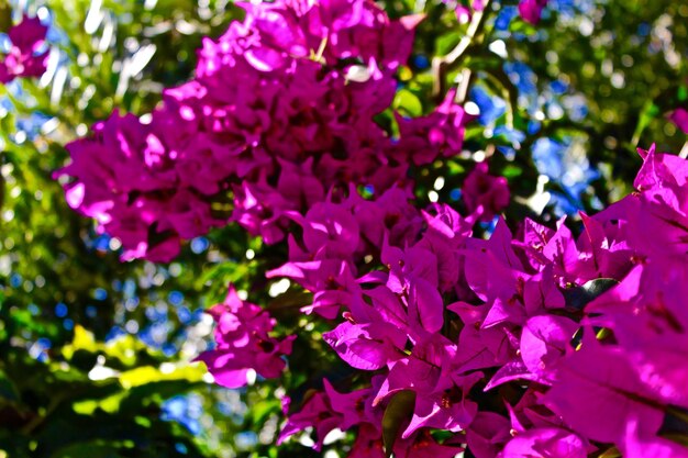 Close-up of pink flowers in park