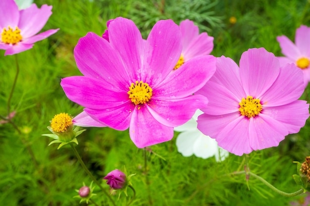 植物のピンクの花のクローズアップ
