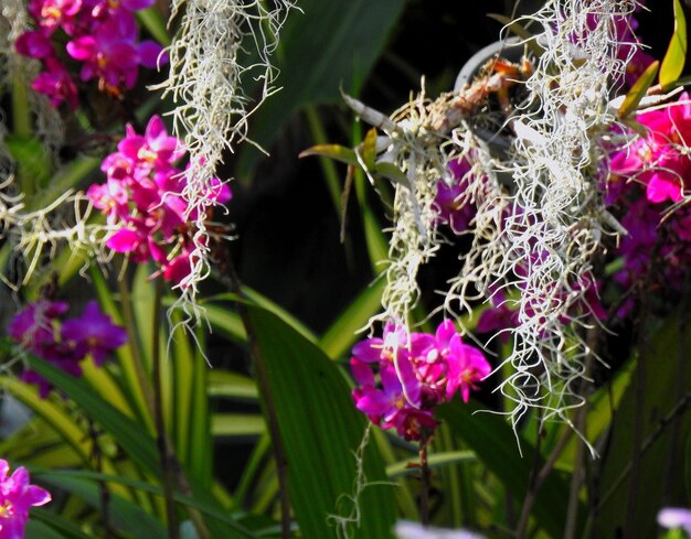 Close-up of pink flowers on plant