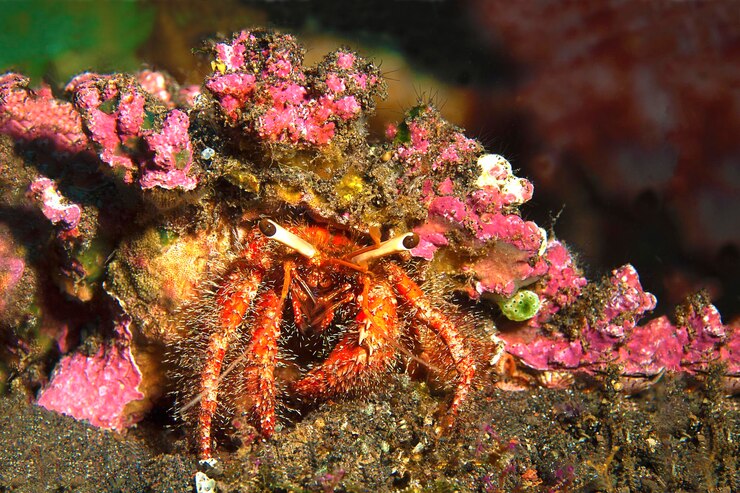 Photo close-up of pink flowers in sea