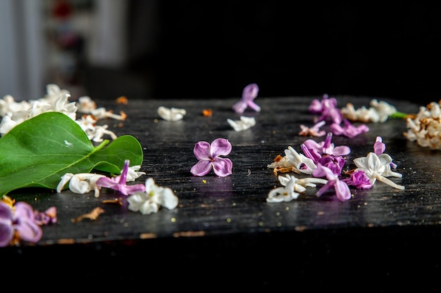 Close-up of pink flowers on table