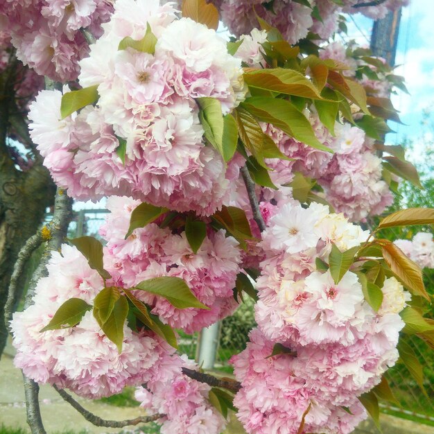 Close-up of pink flowers on tree