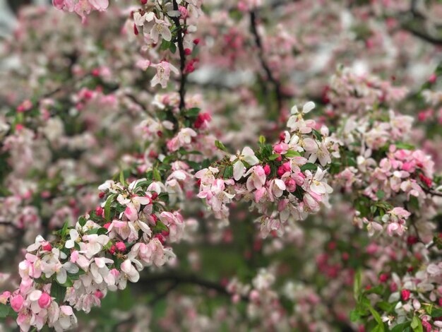 Photo close-up of pink flowers on tree