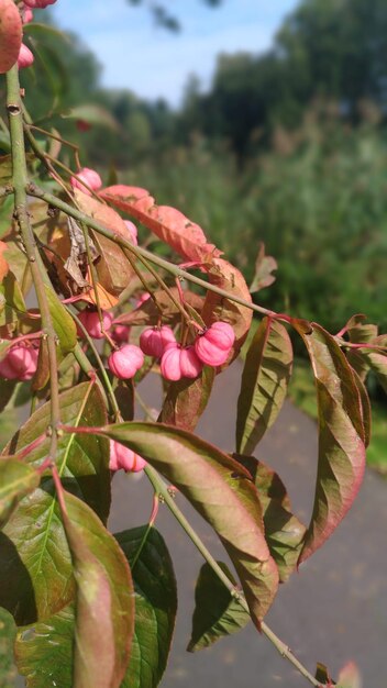 Close-up of pink flowers on tree