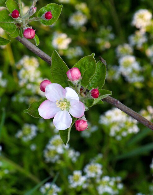 Foto close-up di fiori rosa sull'albero