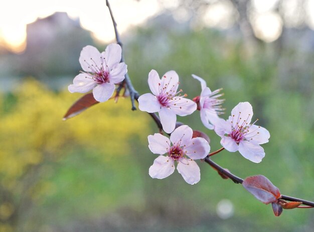 Close-up of pink flowers on tree