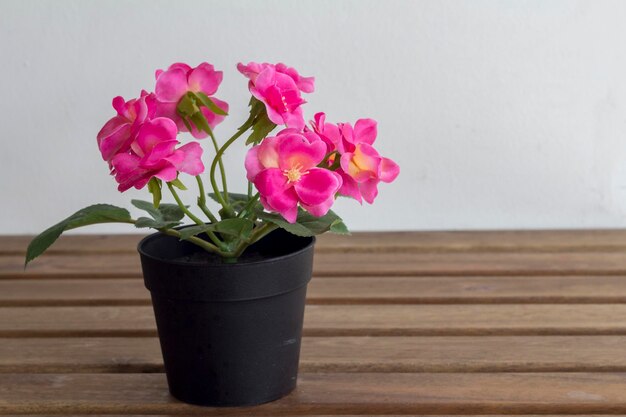 Foto primo piano dei fiori rosa in vaso