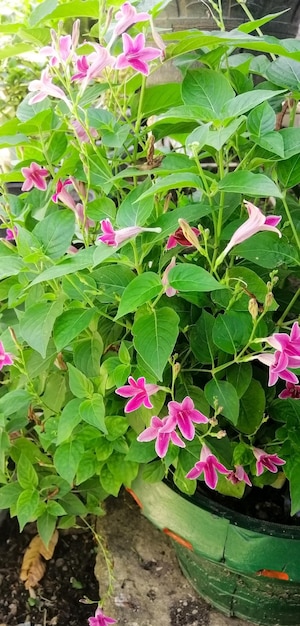 Close up of pink flowers with green leaves