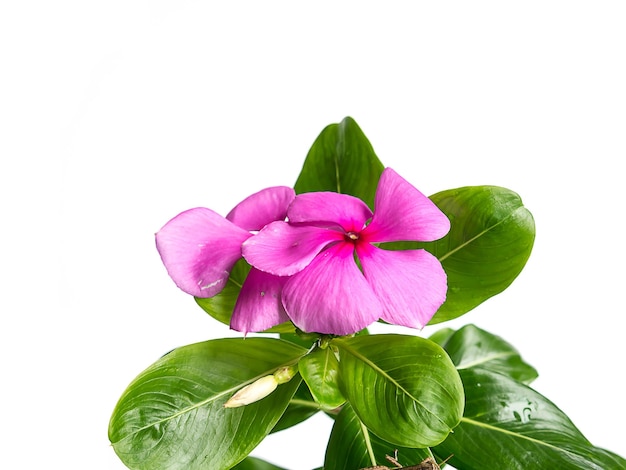 白い背景に葉が付いているピンクの花のクローズアップ