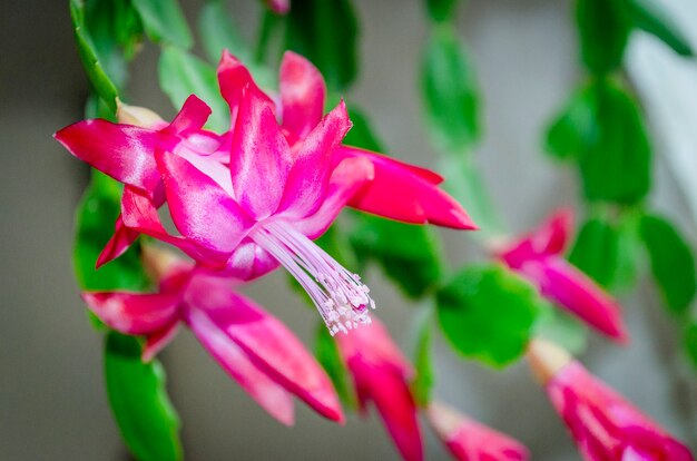 Close-up of pink flowers of zygocactus or Christmas tree houseplant