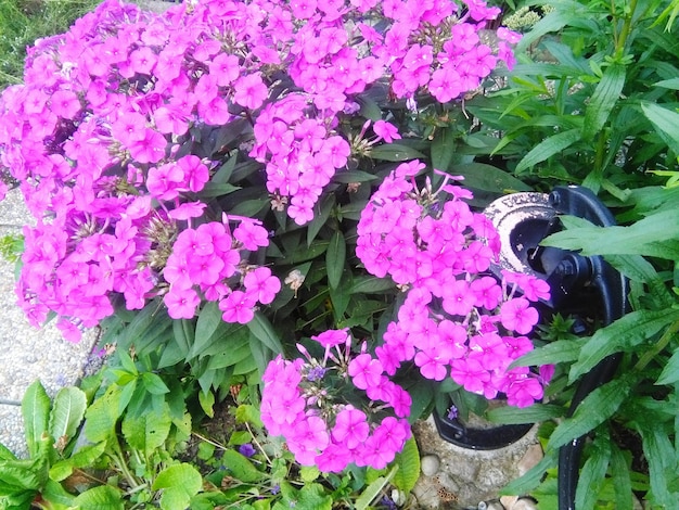 Photo close-up of pink flowers