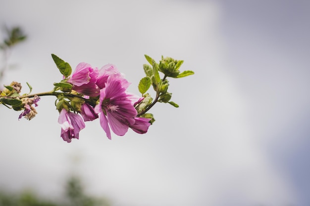 ピンクの花のクローズアップ