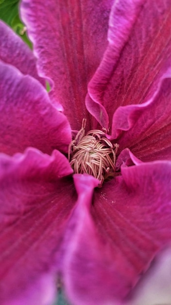 Foto close-up di fiori rosa