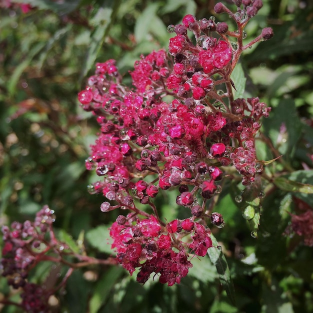 Photo close-up of pink flowers