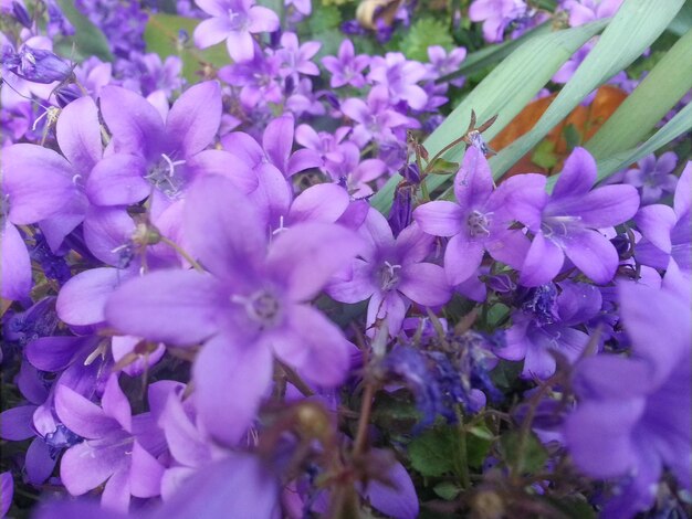 Close-up of pink flowers