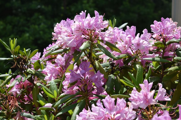 Photo close-up of pink flowers