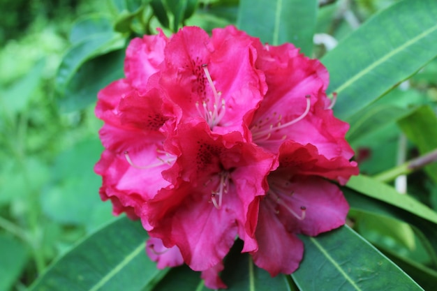 Close-up of pink flowers