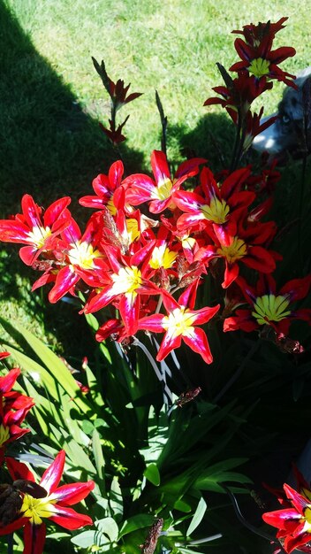 Close-up of pink flowers